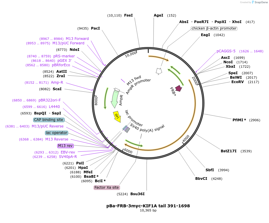 64286-plasmid-map-sequence-id-109042