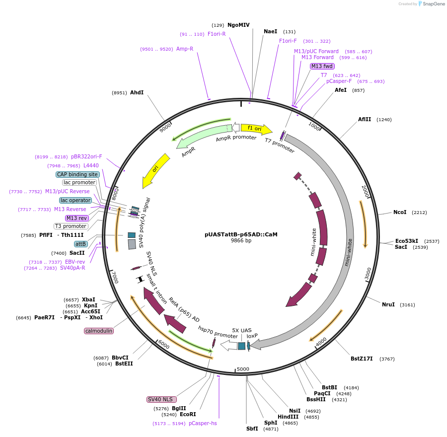 64717-plasmid-map-sequence-id-109049