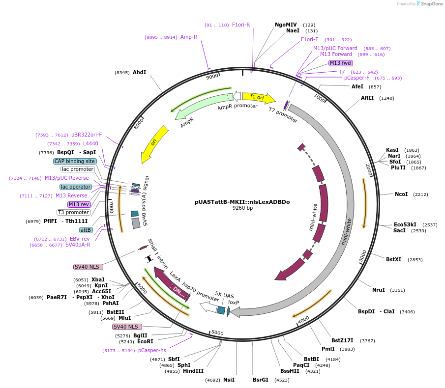 64718-plasmid-map-sequence-id-109051