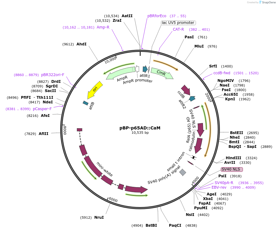 64719-plasmid-map-sequence-id-109052