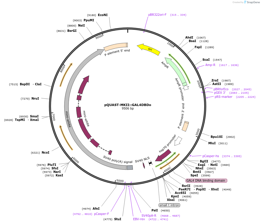 64723-plasmid-map-sequence-id-109063