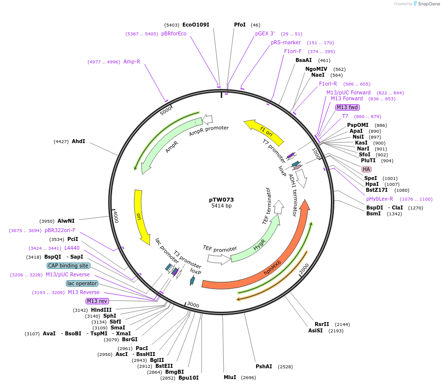 109171_map