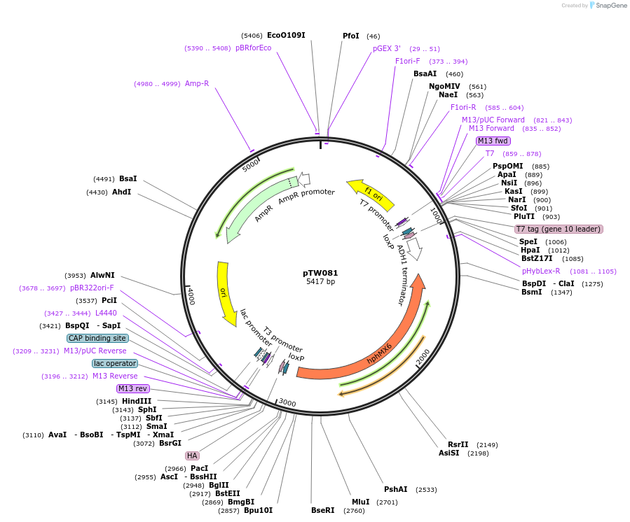 109172_map