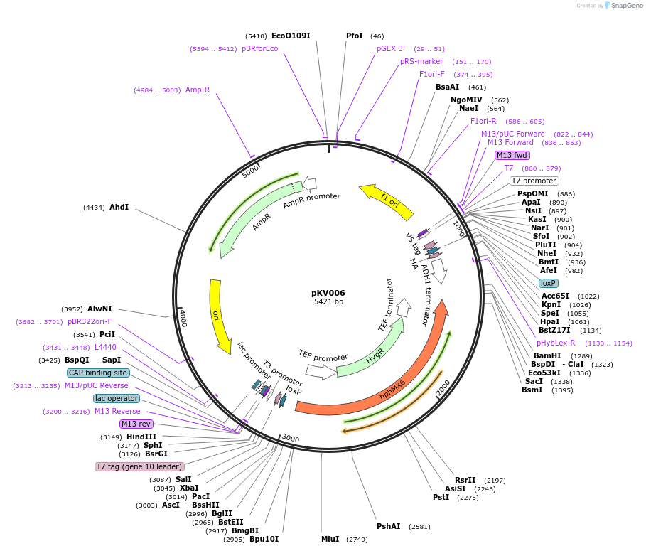 109181_map