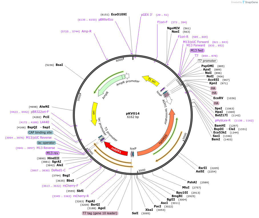 109182_map