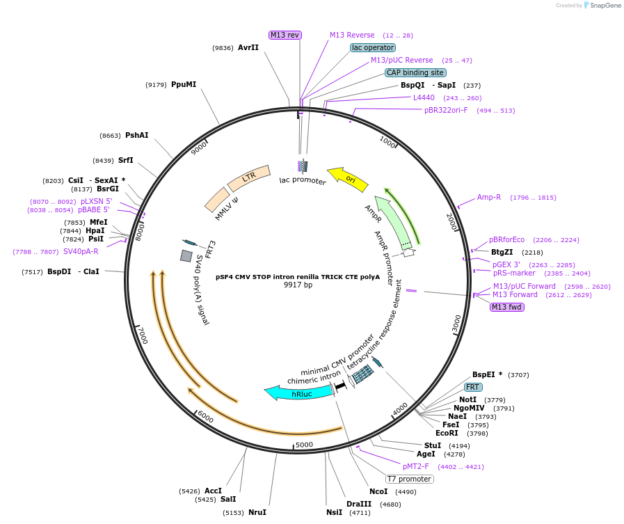 64544-plasmid-map-sequence-id-109219