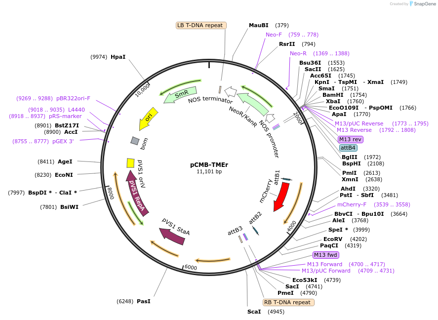 61208-plasmid-map-sequence-id-109262