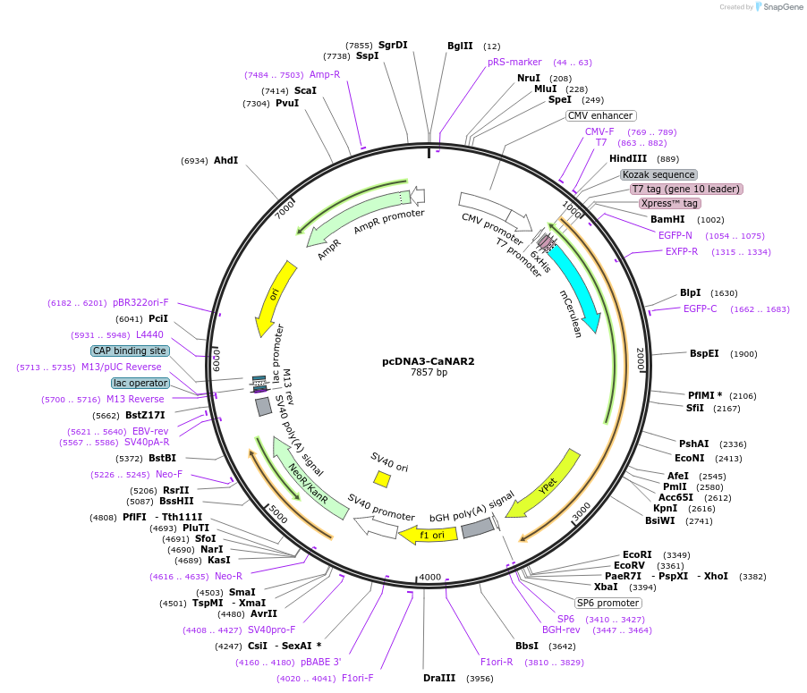 64728-plasmid-map-sequence-id-109331