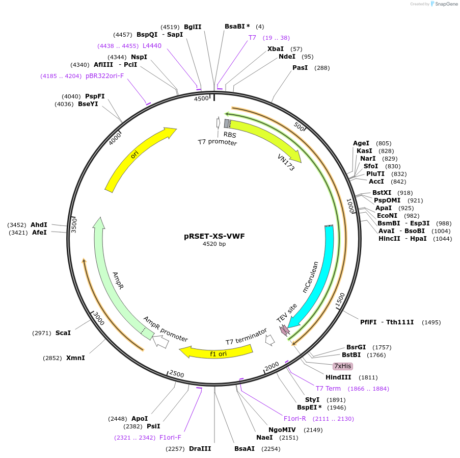64847-plasmid-map-sequence-id-109340