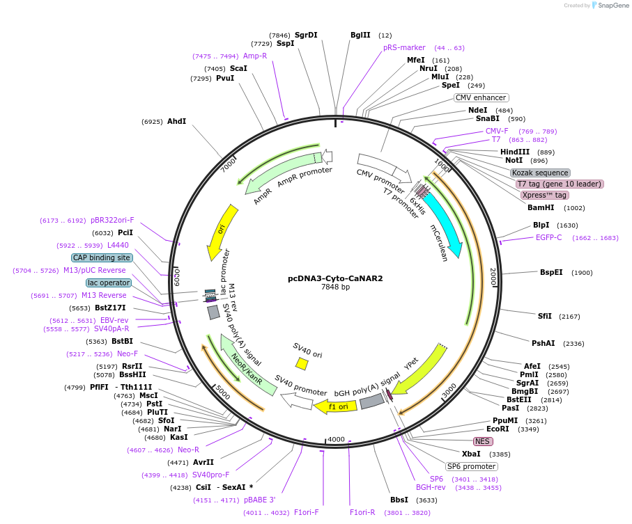 64729-plasmid-map-sequence-id-109343