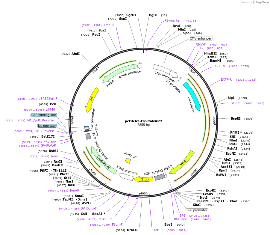 64732-plasmid-map-sequence-id-109351