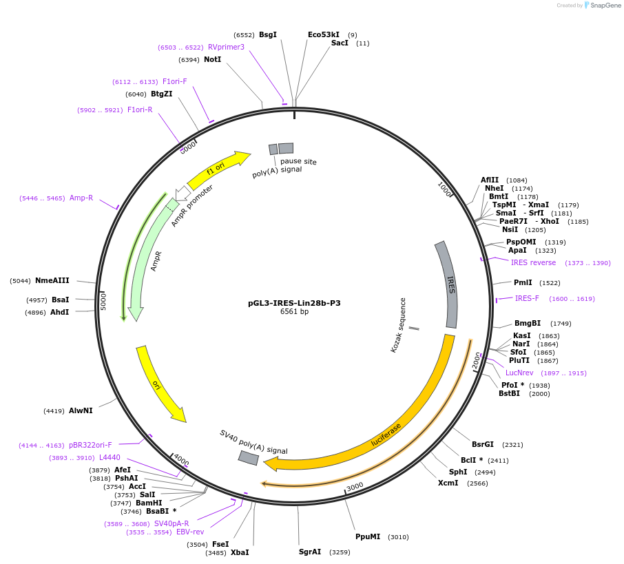 64794-plasmid-map-sequence-id-109372