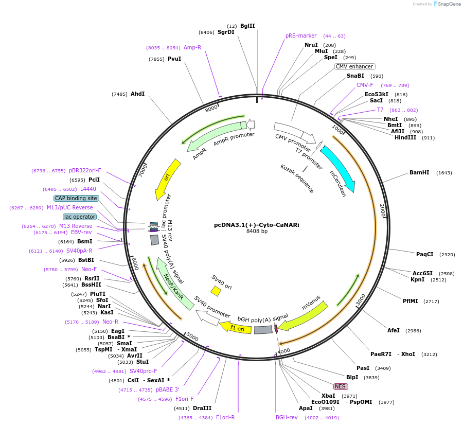 64849-plasmid-map-sequence-id-109388