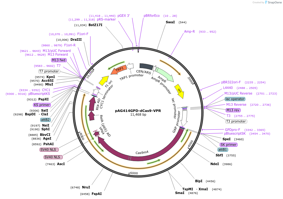 63801-plasmid-map-sequence-id-109392