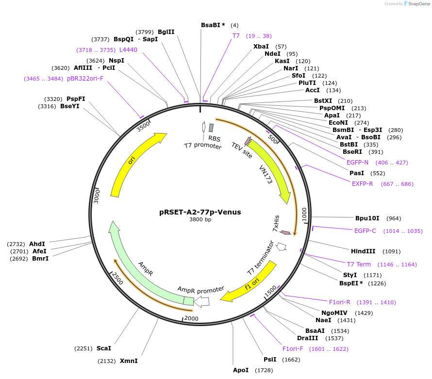 64856-plasmid-map-sequence-id-109428