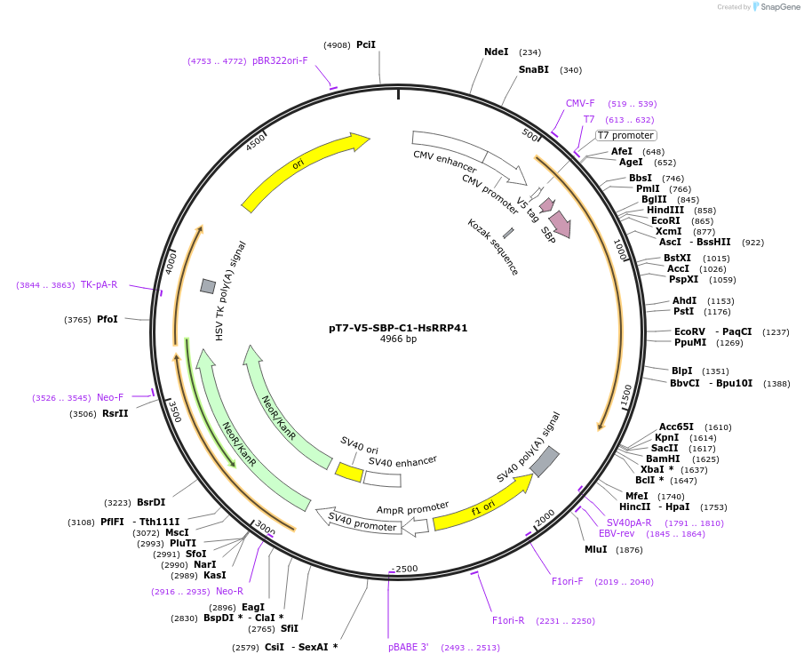 64871-plasmid-map-sequence-id-109466