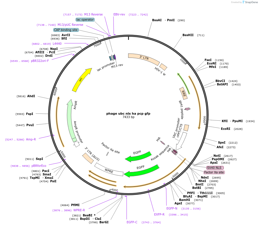 64539-plasmid-map-sequence-id-109627