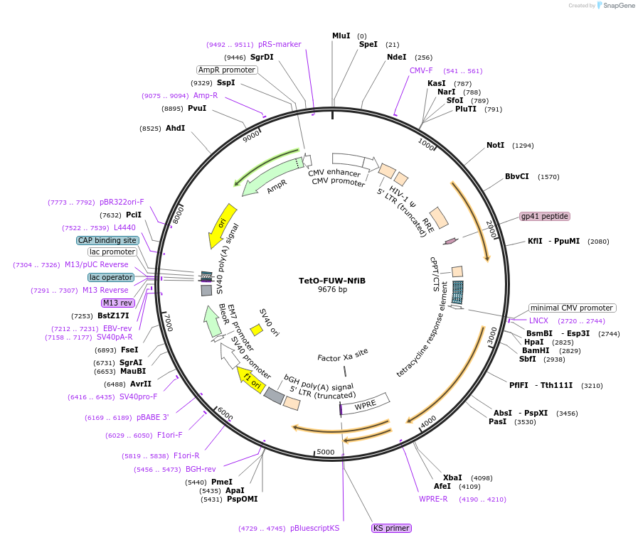 64900-plasmid-map-sequence-id-109656