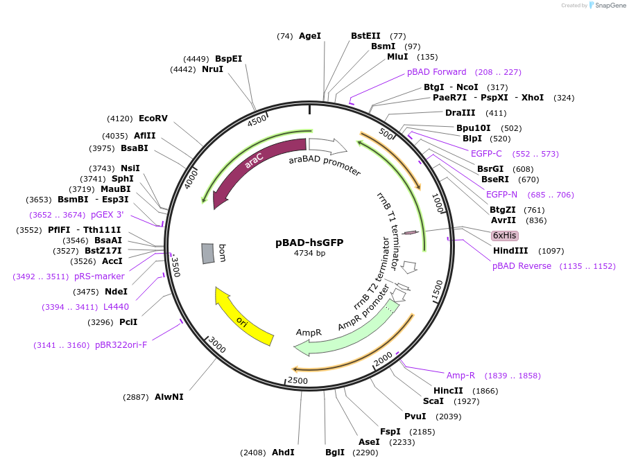 64911-plasmid-map-sequence-id-109660