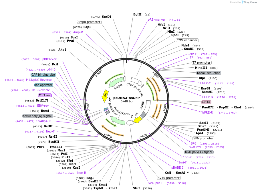 64912-plasmid-map-sequence-id-109661