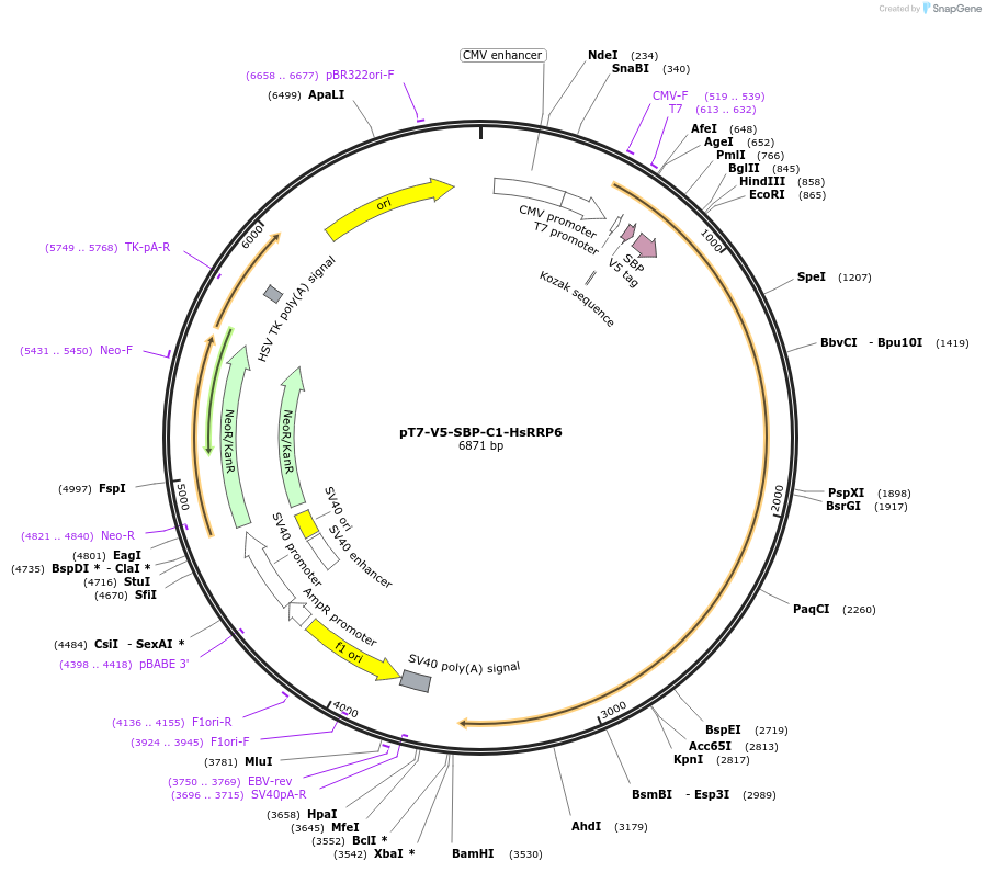 64916-plasmid-map-sequence-id-109664
