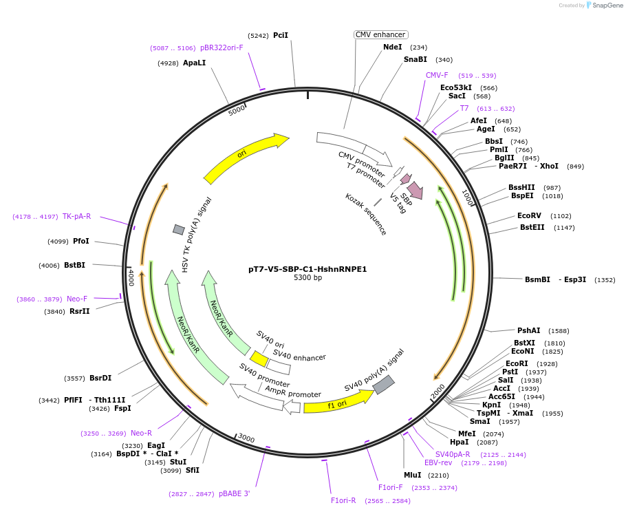 64921-plasmid-map-sequence-id-109667