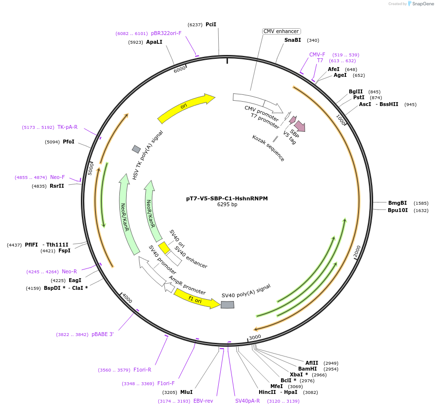 64924-plasmid-map-sequence-id-109670