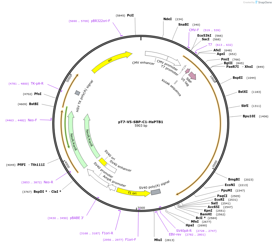 64925-plasmid-map-sequence-id-109671