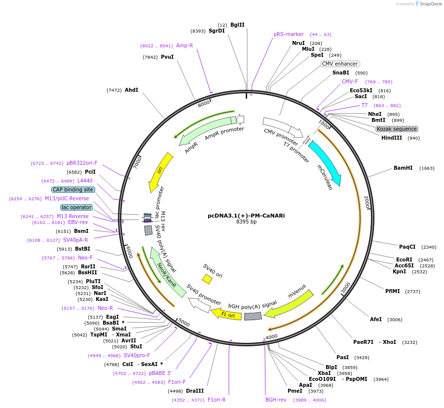 64850-plasmid-map-sequence-id-109675
