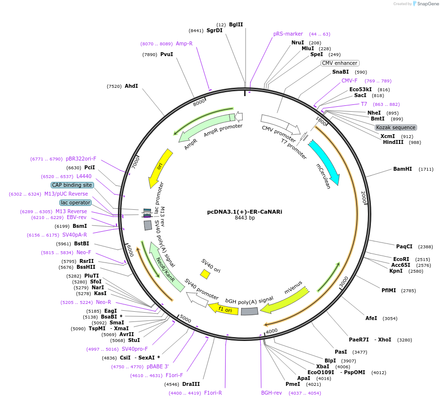 64852-plasmid-map-sequence-id-109677