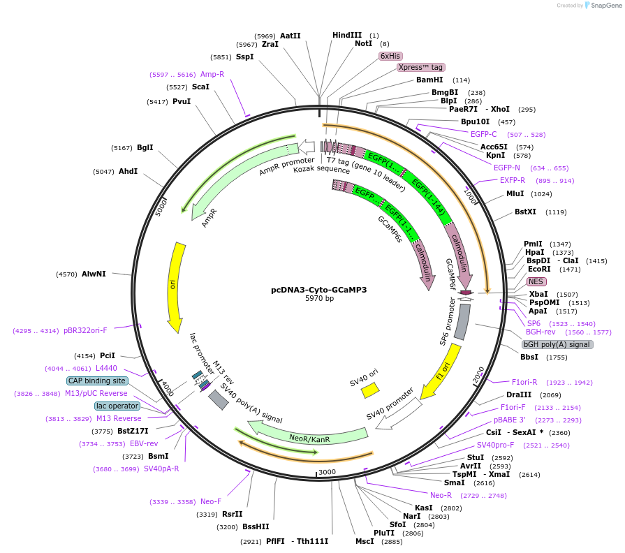 64853-plasmid-map-sequence-id-109678