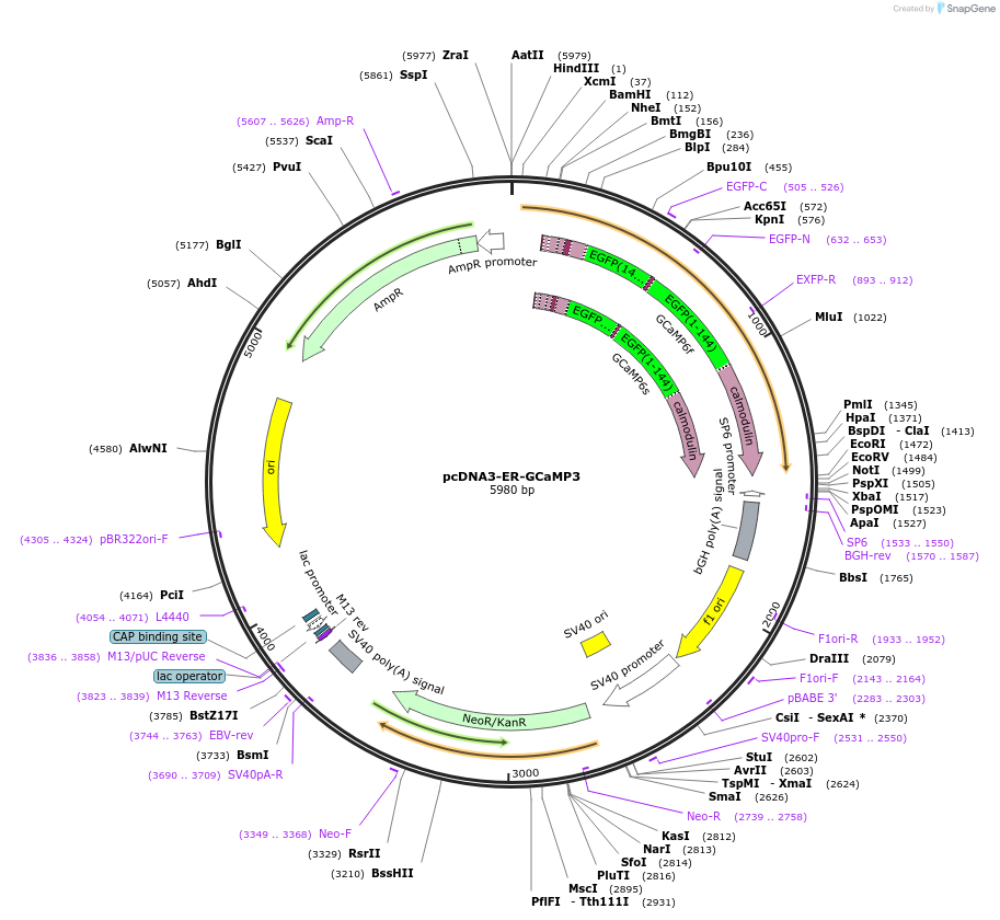64854-plasmid-map-sequence-id-109680