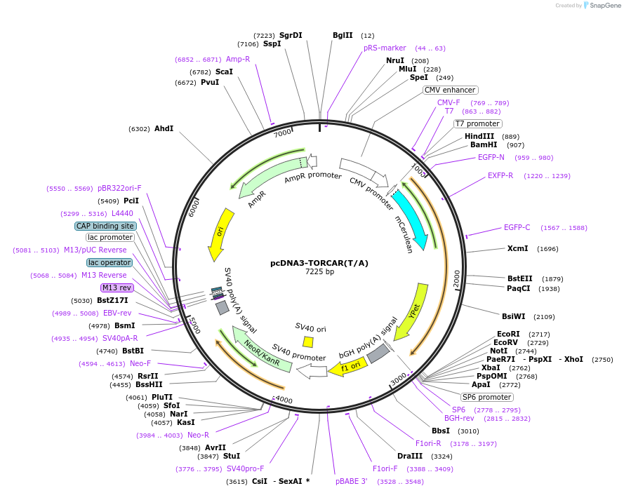 64928-plasmid-map-sequence-id-109685