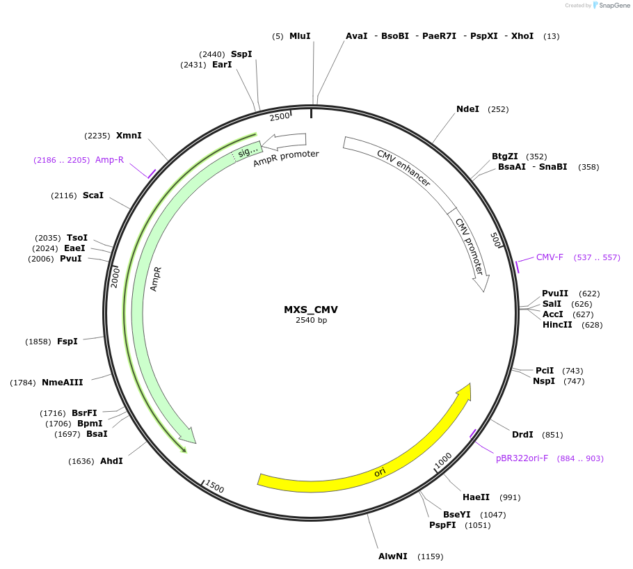 62417-plasmid-map-sequence-id-109696