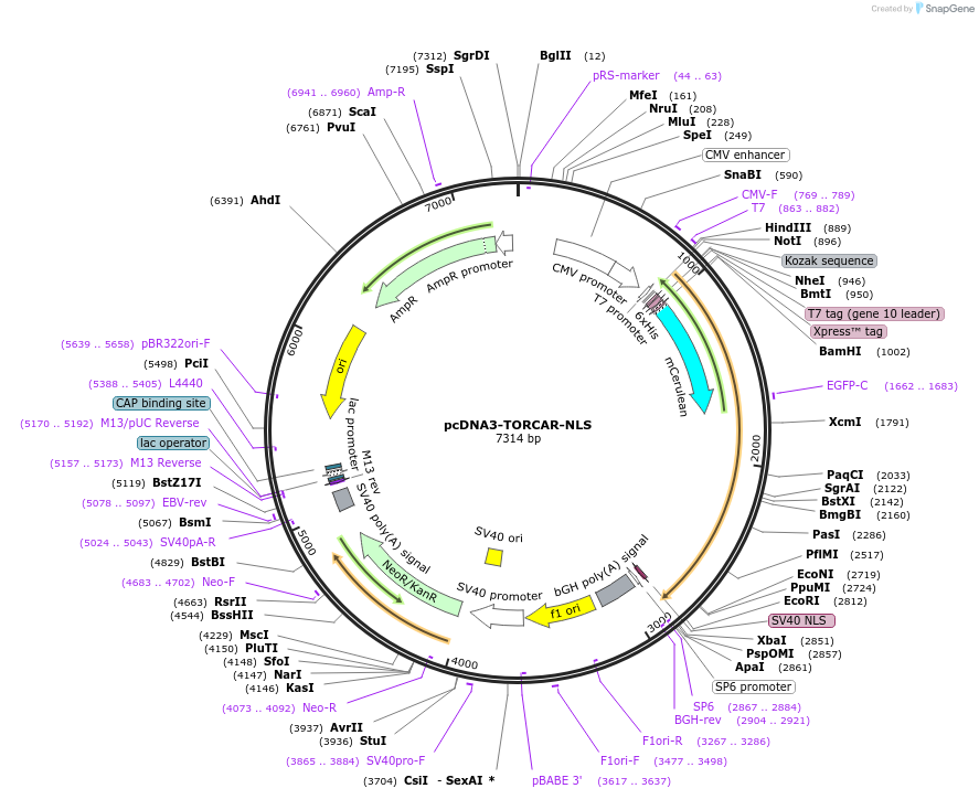 64931-plasmid-map-sequence-id-109697