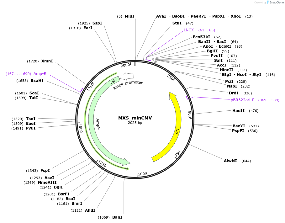 62418-plasmid-map-sequence-id-109700