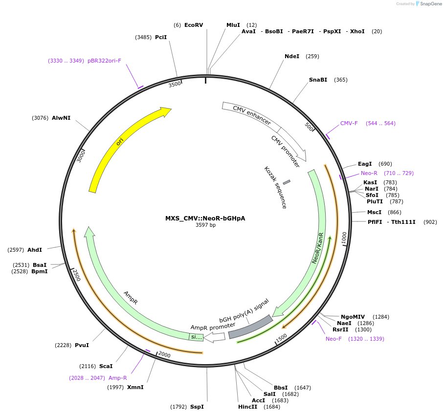 62437-plasmid-map-sequence-id-109703