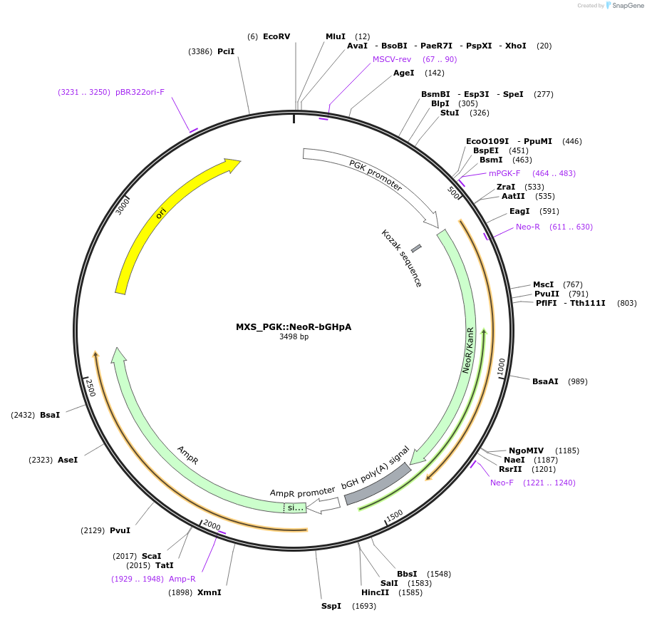 62438-plasmid-map-sequence-id-109706