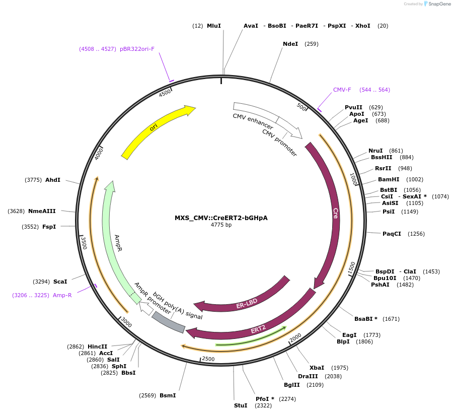 62443-plasmid-map-sequence-id-109708