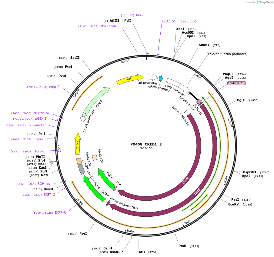 64940-plasmid-map-sequence-id-109721