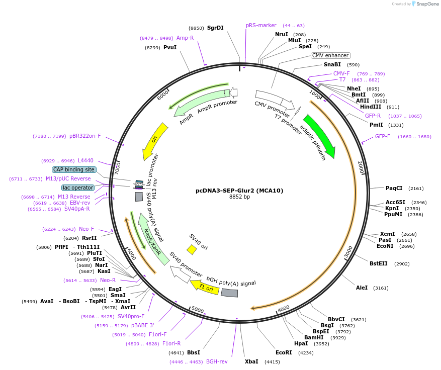 64941-plasmid-map-sequence-id-109722
