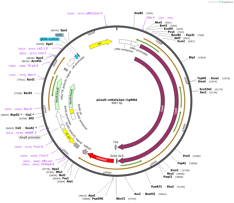 64955-plasmid-map-sequence-id-109755