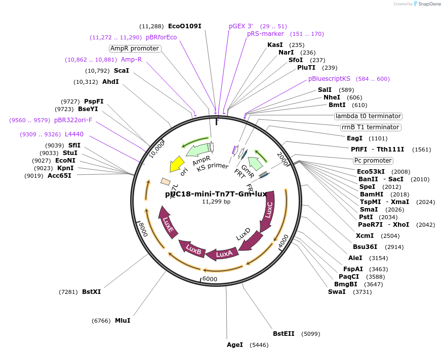 64963-plasmid-map-sequence-id-109771