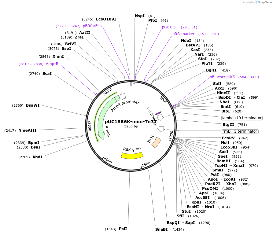 64958-plasmid-map-sequence-id-109779