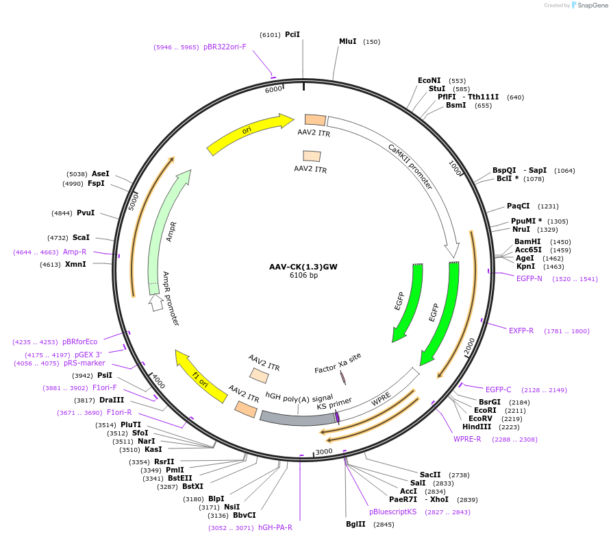 27227-plasmid-map-sequence-id-10978