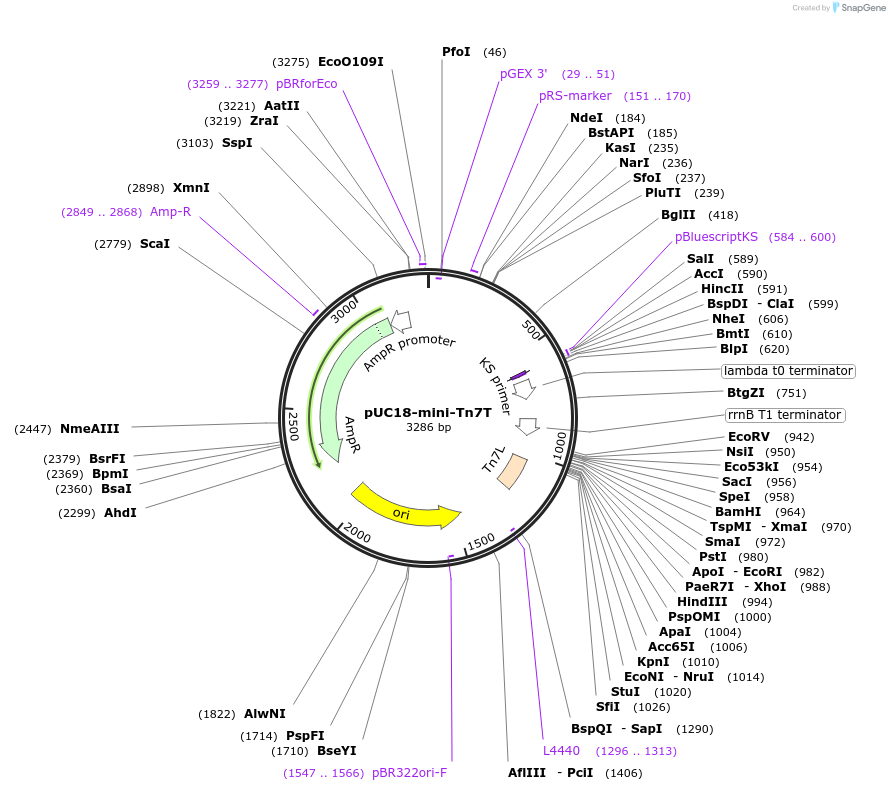 64954-plasmid-map-sequence-id-109786
