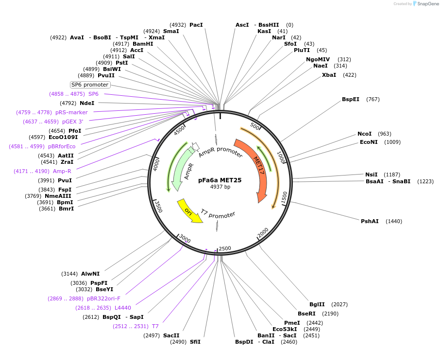 61913-plasmid-map-sequence-id-109819