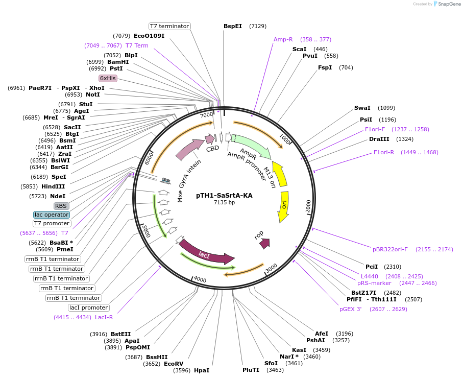 64981-plasmid-map-sequence-id-109840