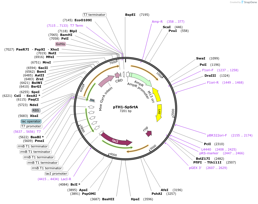 64987-plasmid-map-sequence-id-109847