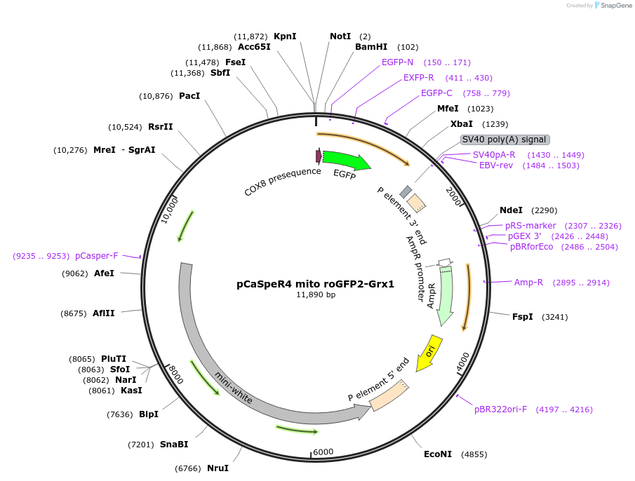 65000-plasmid-map-sequence-id-109870